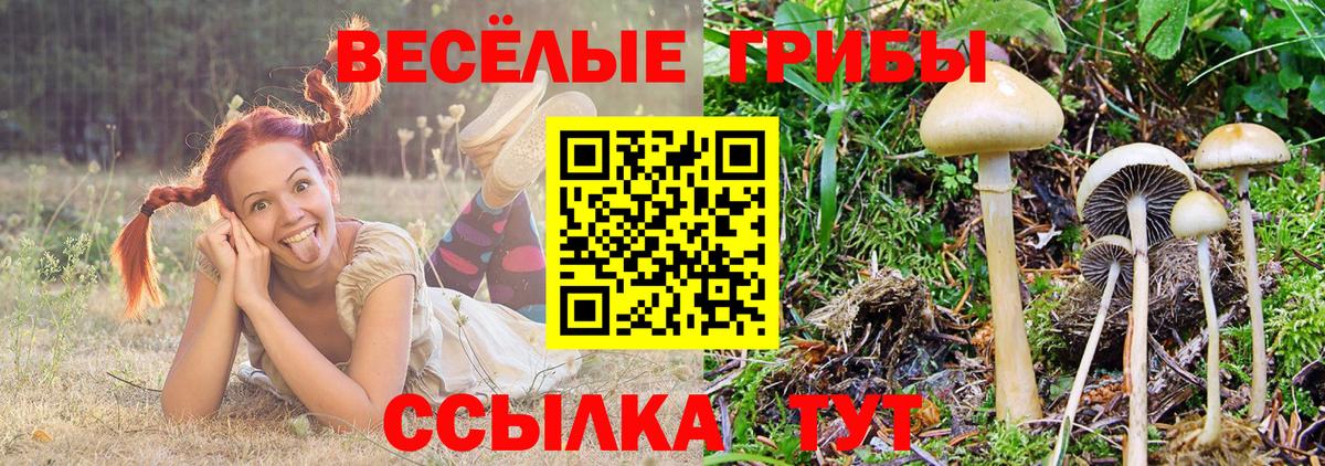 Псилоцибиновые грибы прущие грибы Малгобек
